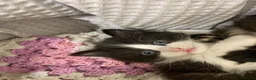 Mixed Breed cats for sale: Ragamuffin mix kittens please read description  - Advert 27