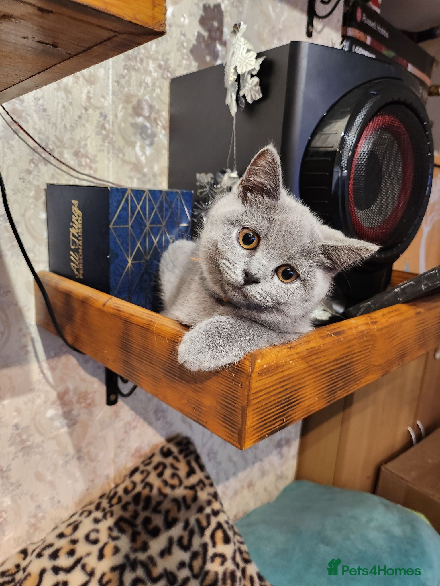 British Shorthair cats Brithish shorthair kittens ready to go  - Advert 12