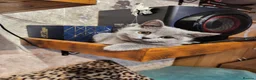 British Shorthair cats for sale: Brithish shorthair kittens ready to go  - Advert 2