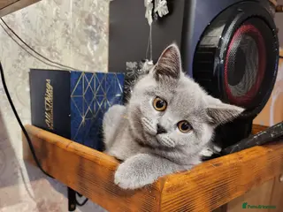 British Shorthair cats Brithish shorthair kittens ready to go - Advert 12