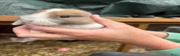Mini Lop rabbits for sale: Beautiful Mini Lop Baby Rabbits🐇❤️ in Coalville - Advert 35