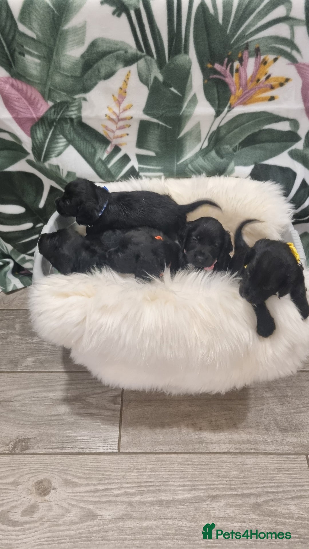 Cocker Spaniel dogs for sale: Beautiful Working Cocker Spaniel Puppies - Image 6