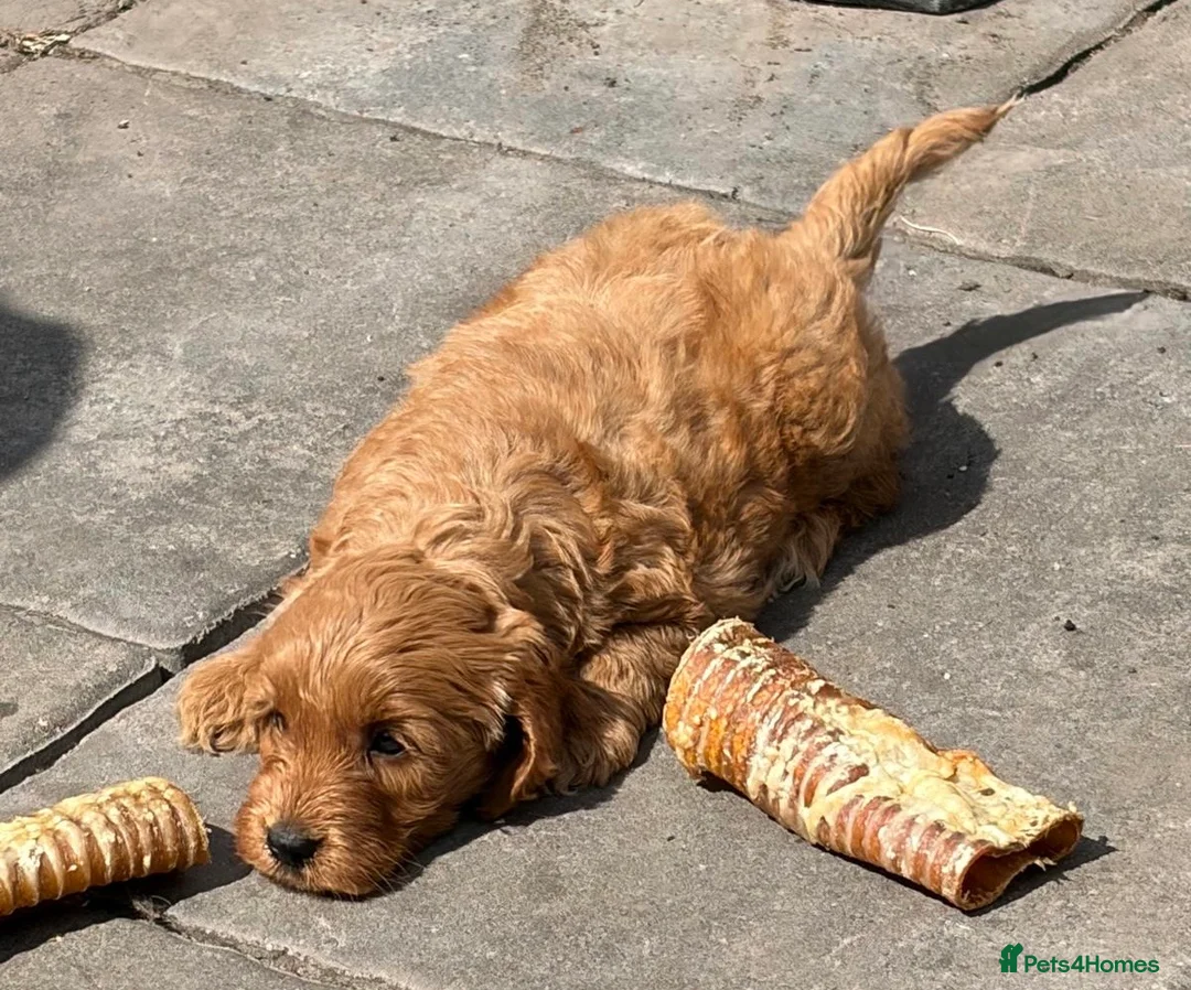 Cockapoo dogs for sale: Cockapoo f1 pup ready now - Advert 2