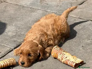 Cockapoo dogs Cockapoo f1 pup ready now - Advert 7