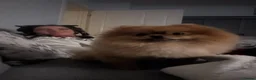 Pomeranian dogs for stud:  **  Pomeranian stud  - Advert 18