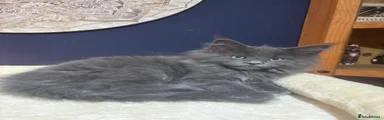 Maine Coon 1