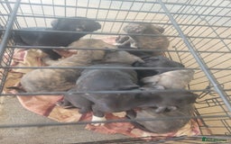 Staffordshire Bull Terrier dogs for sale: Staffy Babies Ready to leave - Image 37