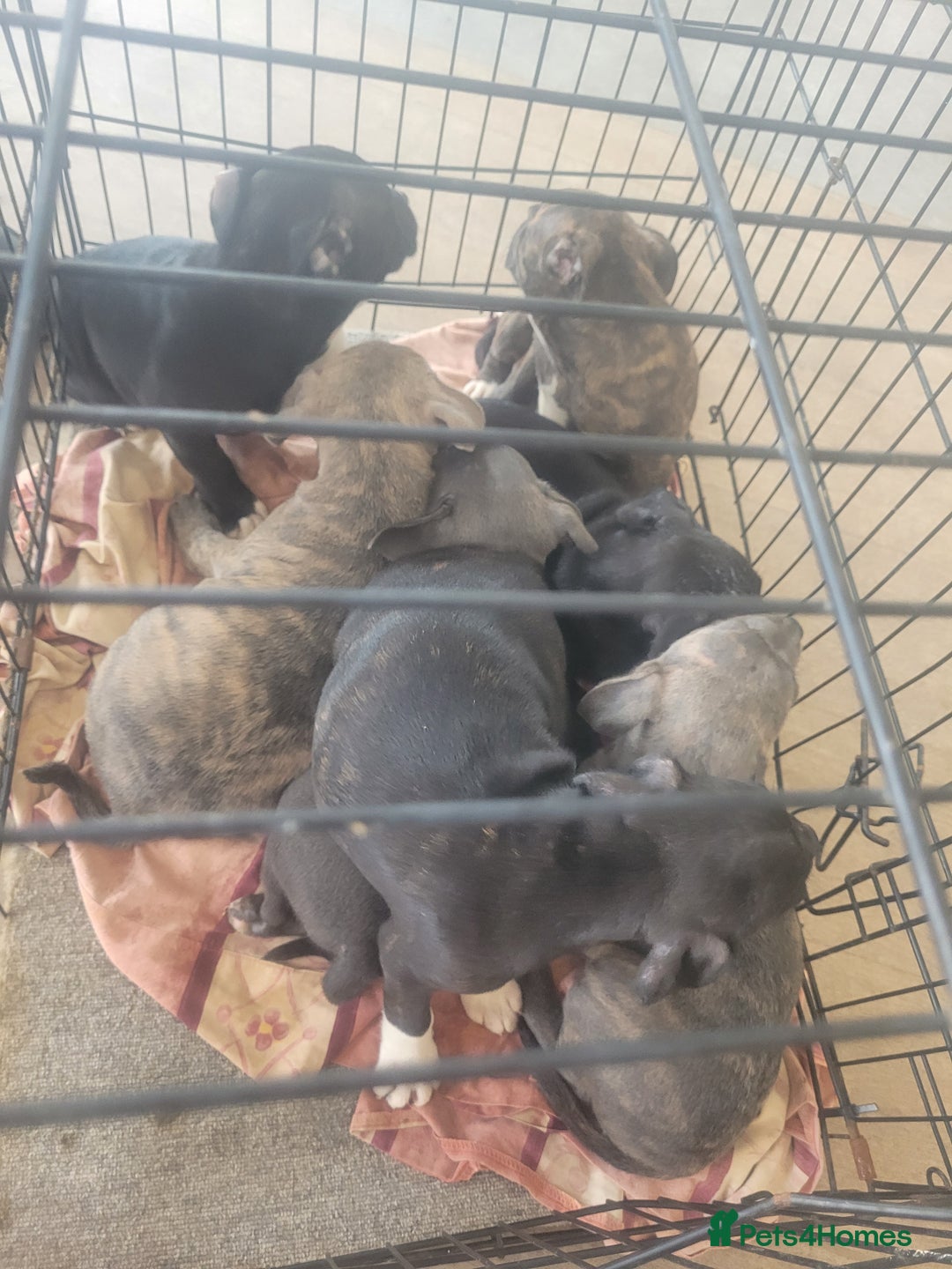 Staffordshire Bull Terrier dogs for sale: Staffy Babies Ready to leave - Image 37