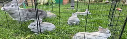 Rex rabbits for sale: 5 three and half week old chinchilla mini rex - Advert 4
