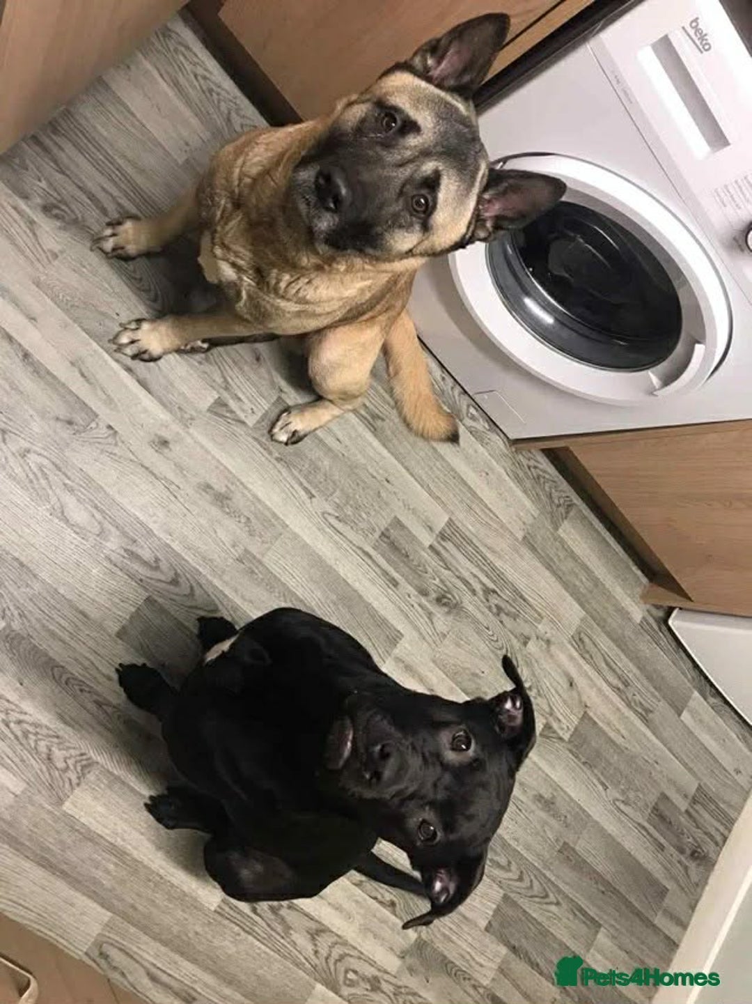 Mixed Breed dogs for sale: cane corso mix german shepard american akita - Advert 5