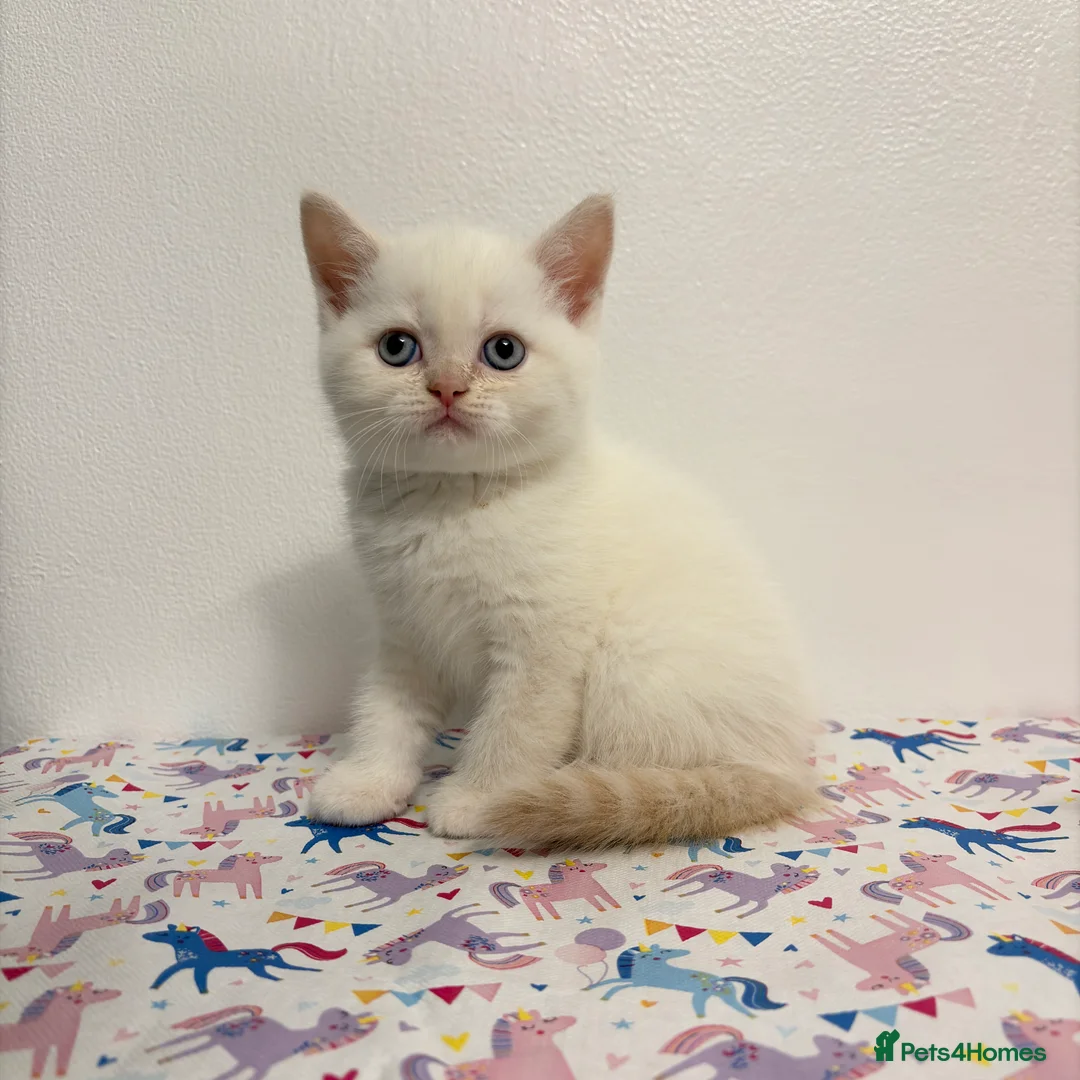 British Shorthair cats for sale: Stunning BSH Colourpoint Kitten GCCF Registered - Advert 18