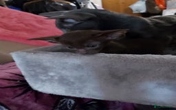 Oriental cats for sale: Full Pedigree Oriental 3 Kittens XL size ears GCCF - Image 35