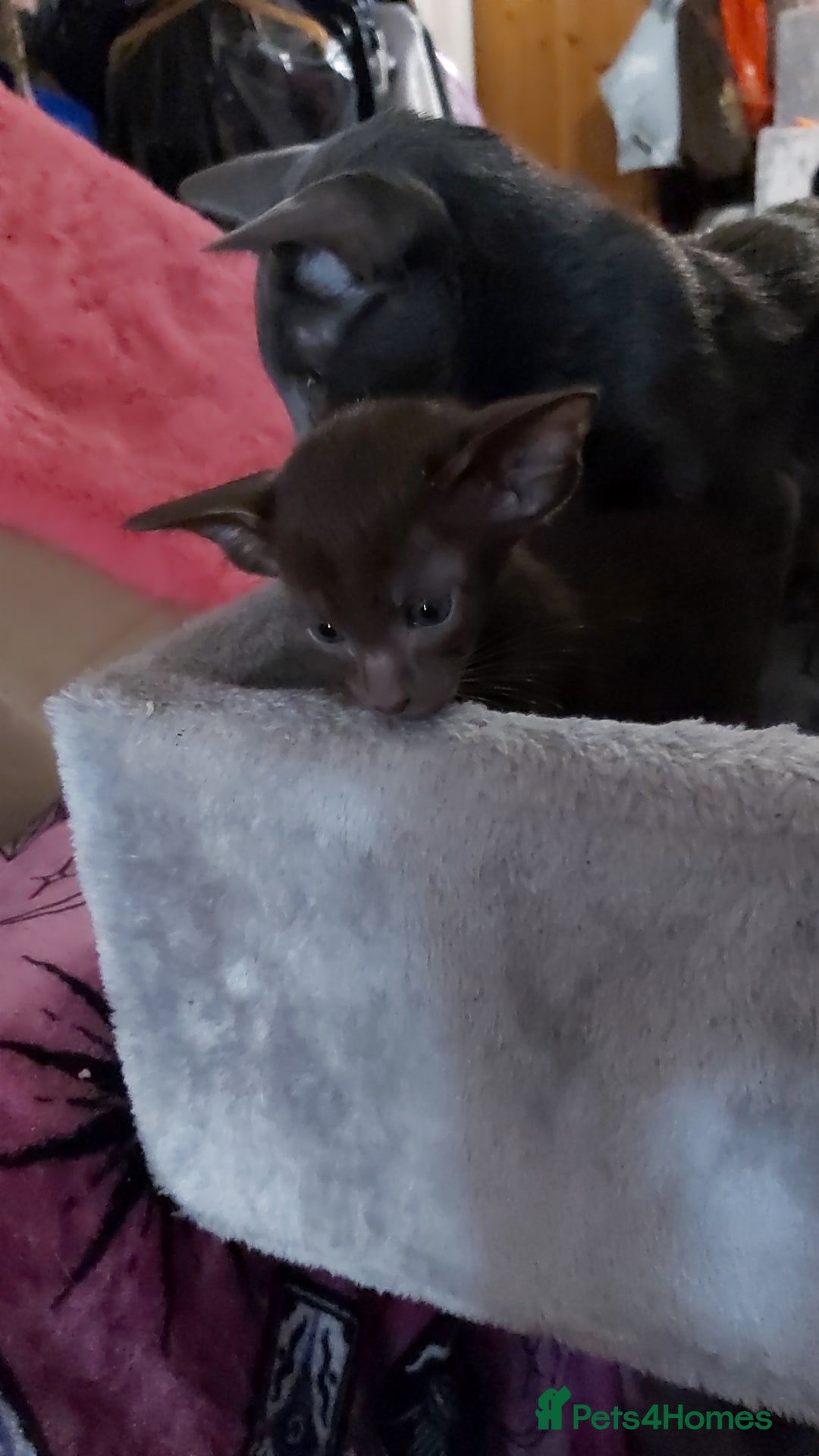 Oriental cats for sale: Full Pedigree Oriental 3 Kittens XL size ears GCCF - Image 35