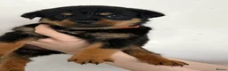 Rottweiler dogs for sale: Only 4 Beautiful Rottweiler Pups Ready in 2 weeks  - Advert 26