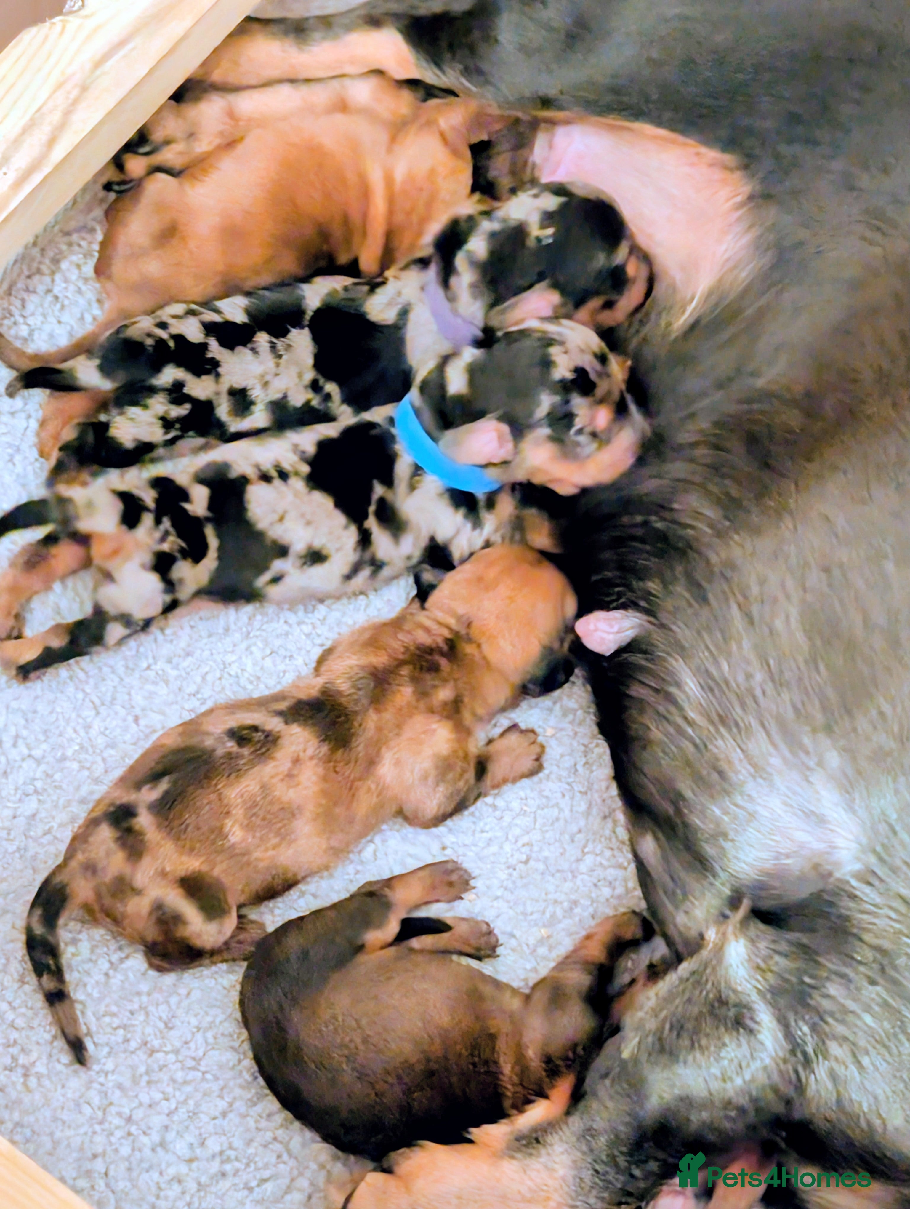 Miniature Dachshund dogs Beautiful pups  - Advert 12