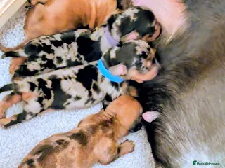 Miniature Dachshund dogs Beautiful pups - Advert 12