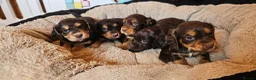 Cocker Spaniel dogs for sale: 5 STUNNING KC WORKING TYPE COCKER SPANIELS  - Advert 27