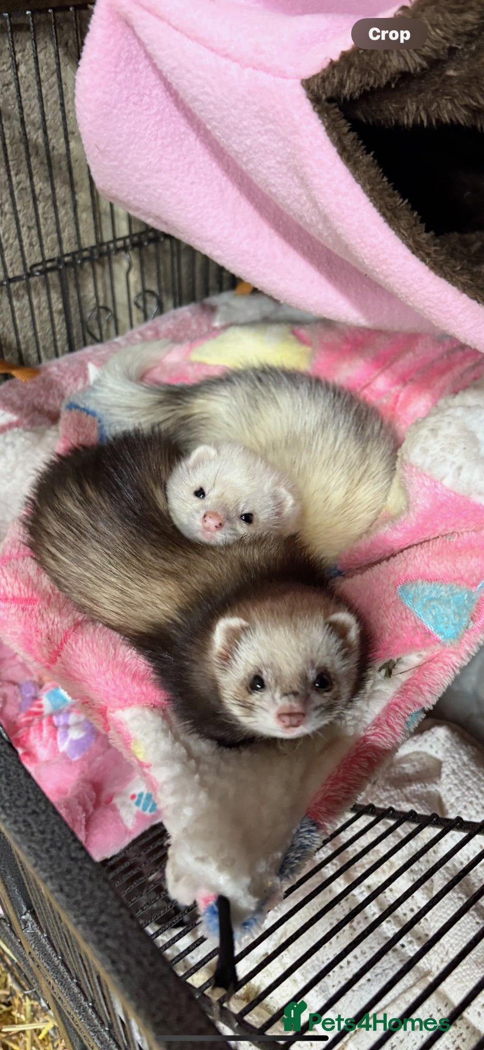 Ferret rodents Miniature boy ferrets for sale - Advert 5