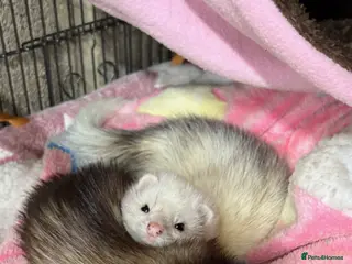 Ferret rodents Miniature boy ferrets for sale - Advert 3