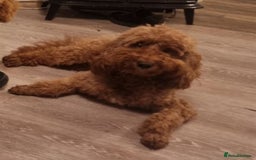 Poodle dogs for stud: Adorable chunky KC Red mini poodle in Bury Saint Edmunds - Image 2