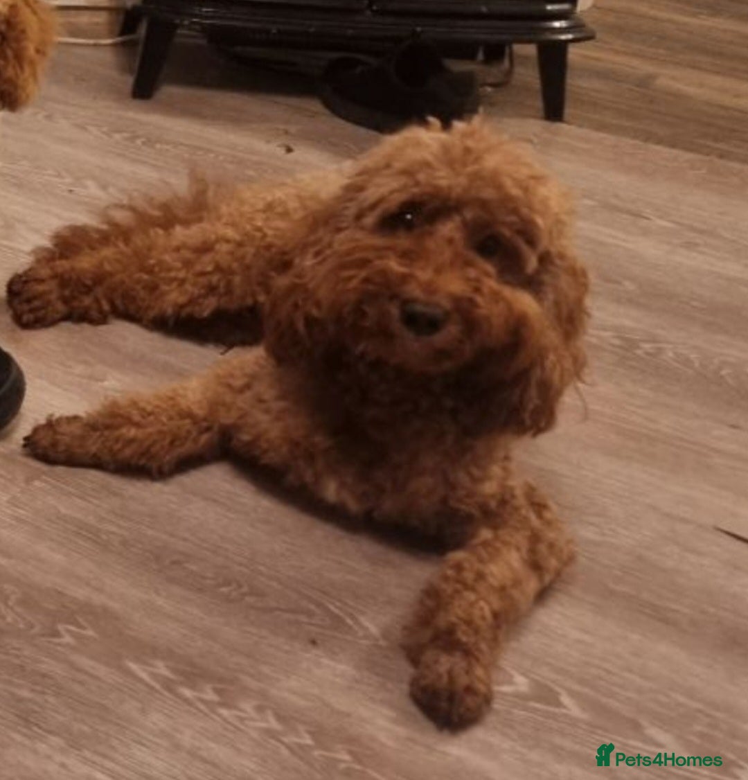 Poodle dogs for stud: Adorable chunky KC Red mini poodle in Bury Saint Edmunds - Image 2