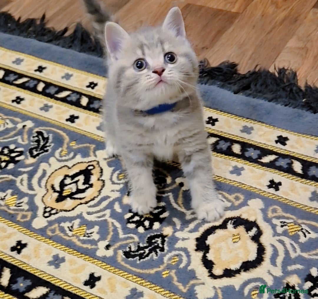 British Shorthair cats for sale: Beautiful BSH Kittens - Image 18