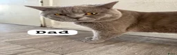 British Shorthair cats for sale: Beautiful British Shorthair Kittens😻 - Advert 37