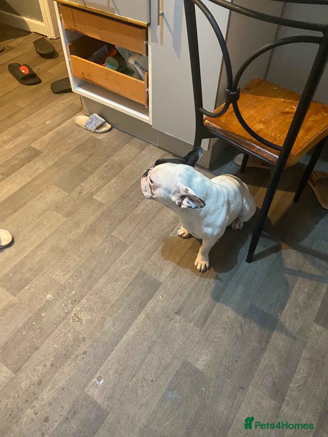 French Bulldog dogs for sale: Mr alin - Image 7