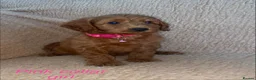 Cockapoo dogs for sale: F1BB Cockapoos  in Leicester - Advert 11