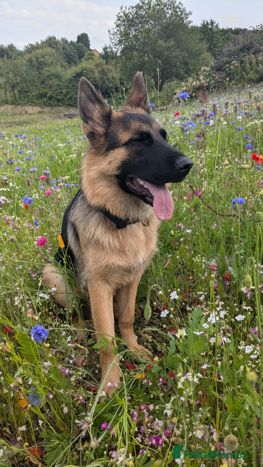 German Shepherd dogs for stud: KC registered German Shepard for stud  - Advert 7