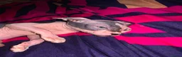 Sphynx cats for sale: Sphynx kittens one male and one female  - Advert 3