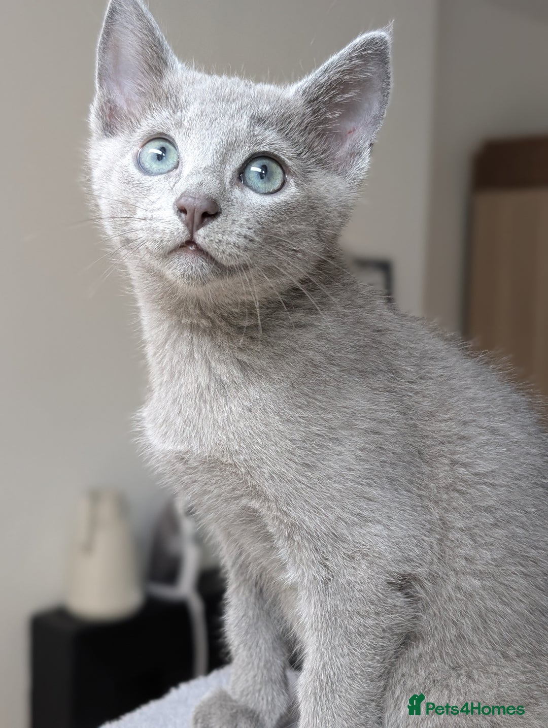Russian Blue cats for sale: Russian Blue - last boy available  - Image 4