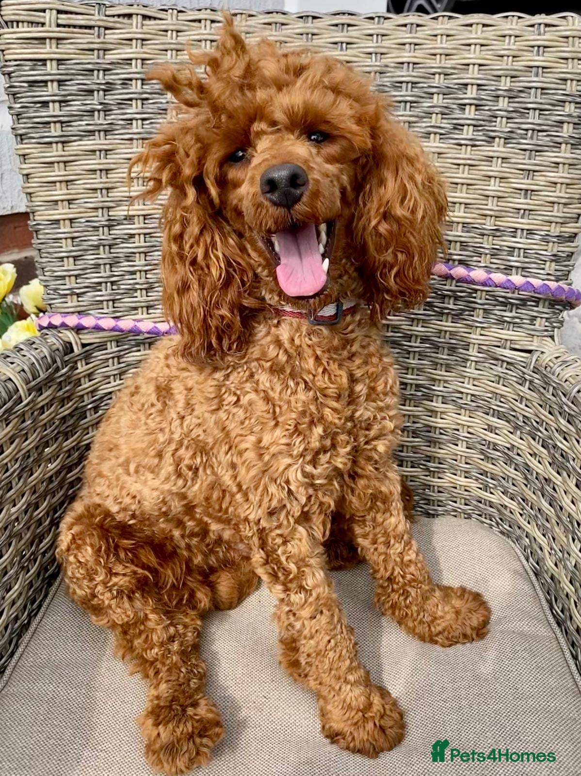 Toy Poodle dogs TED KC REG/hEALTH CHECKED STUD - Advert 1
