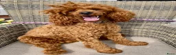 Toy Poodle dogs for stud: TED KC REG/hEALTH CHECKED STUD - Advert 1