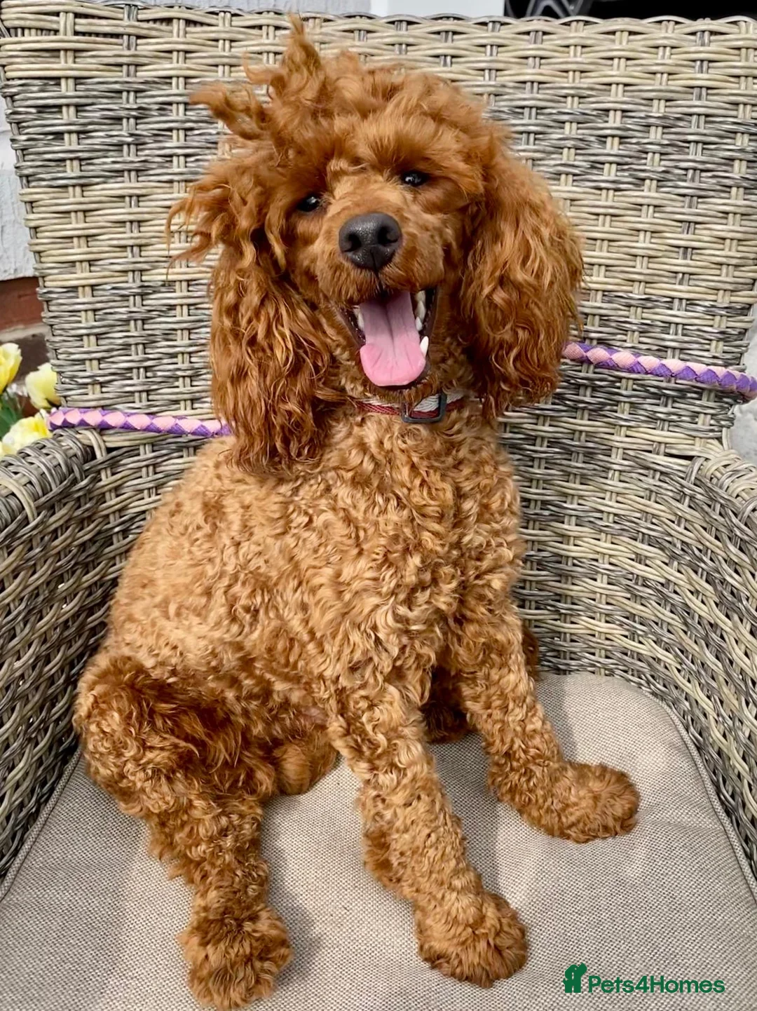 Toy Poodle dogs for stud: TED KC REG/hEALTH CHECKED STUD - Advert 1