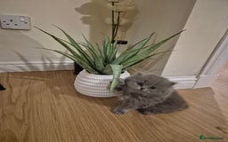 British Longhair cats for sale: British Longhair Female  - Image 1