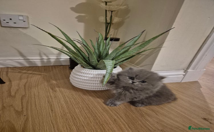 British Longhair cats - Advert 2