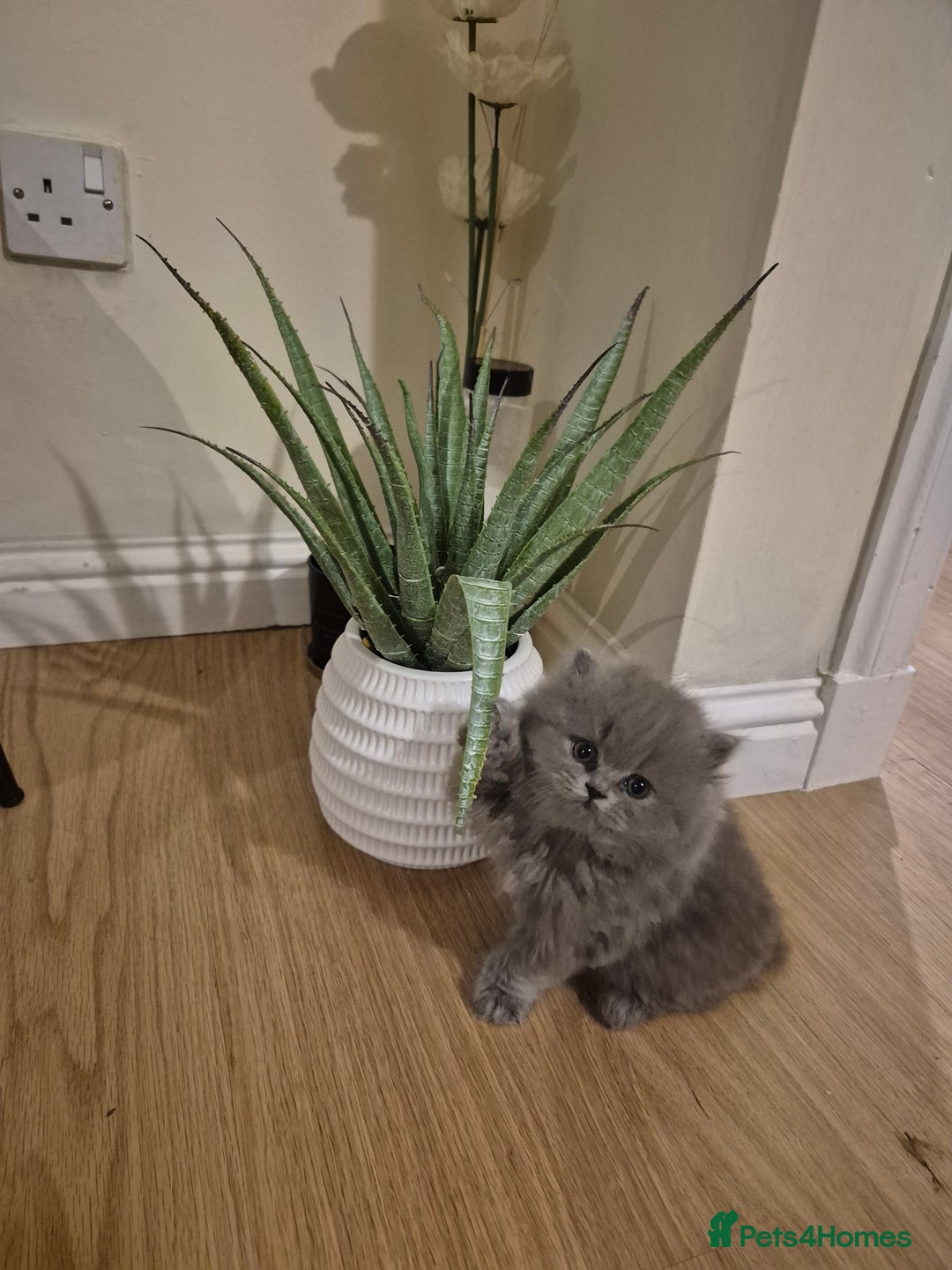 British Longhair cats for sale: British Longhair Female  - Image 1