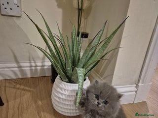 British Longhair cats for sale - Advert 1