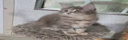 Maine Coon cats for sale: Stunning TICA registered girls - Advert 17