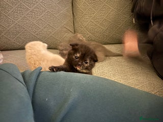 Scottish Fold cats for sale: Scottish Folder&Straight kittens soon available - Advert 1