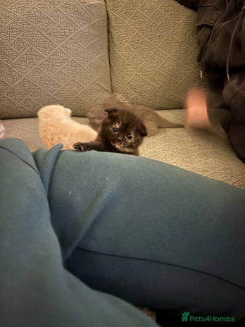 Scottish Fold cats Scottish Folder&Straight kittens soon available - Advert 1