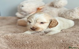 Cocker Spaniel dogs for sale: Show type cocker spaniels  - Image 17