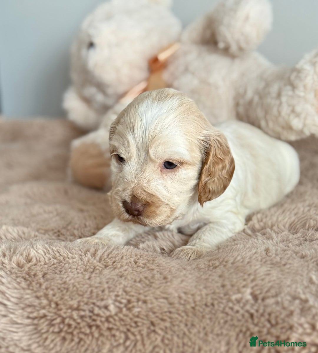 Cocker Spaniel dogs for sale: Show type cocker spaniels  - Image 17