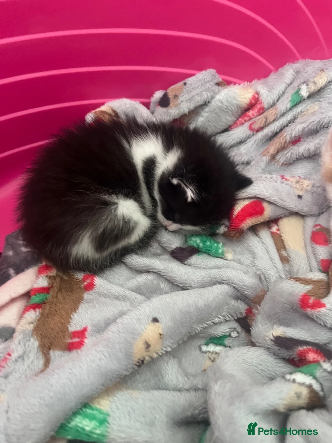 Mixed Breed cats for sale: Baby girl kittens - Advert 2