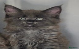 Maine Coon cats for sale: TICA Registered Maine Coon Kittens - Image 18