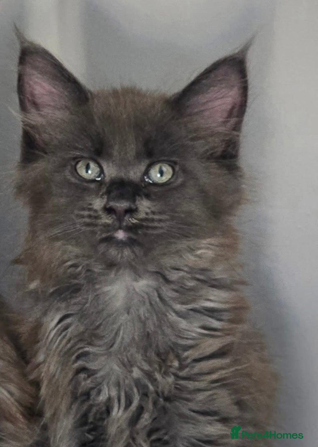 Maine Coon cats for sale: TICA Registered Maine Coon Kittens - Image 18