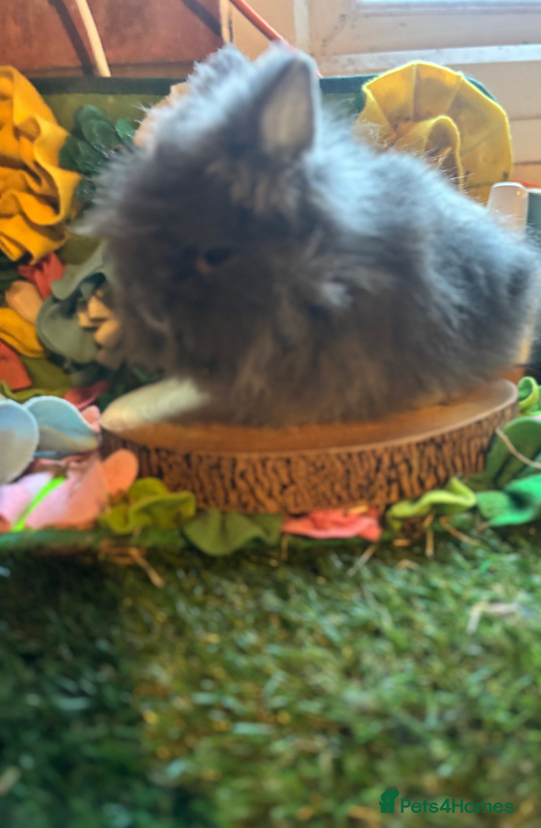 Lionhead rabbits for sale: Lion head buck  - Advert 2