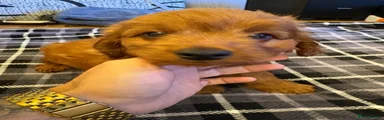 Cockapoo 2