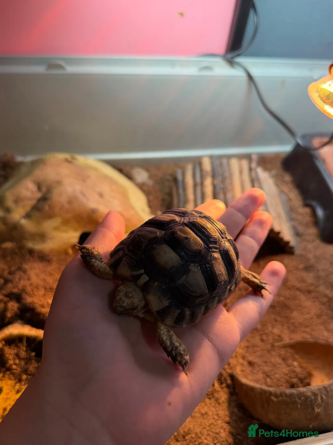 Tortoise reptiles for sale: Greek spur thigh tortoise - Advert 4